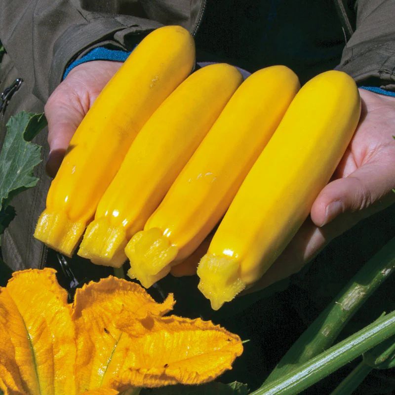 Жълта тиквичка Йелоуфин F1 / Yellowfin F1 / (7003)